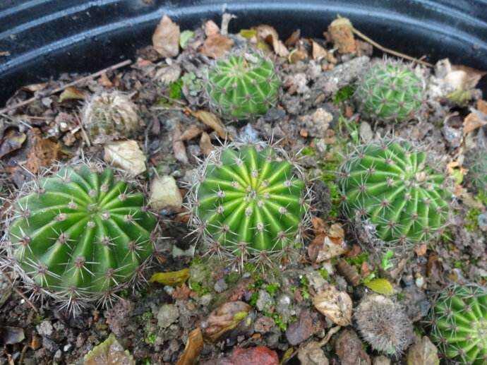 草球