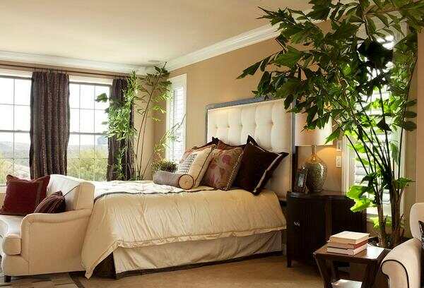 卧室里放什么植物比较好 放什么植物最旺财