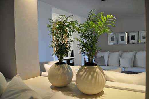 植物的作用是很大的  小编教你们怎么选择正确的植物来做家里装饰