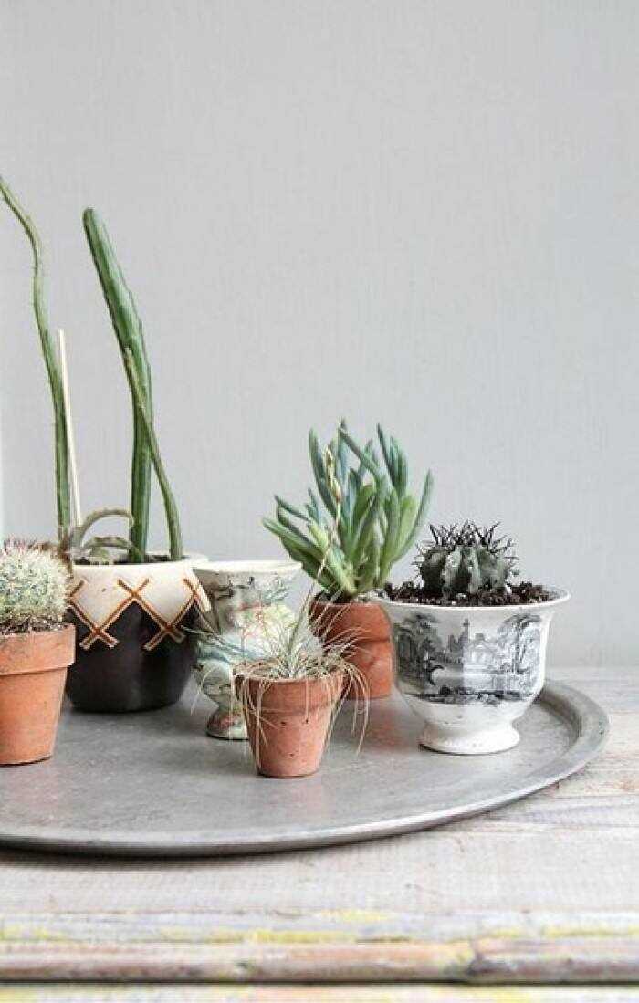 怎么用植物去做装饰   家里放植物有什么摆法