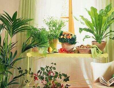 客厅植物摆放禁忌 有些植物千万不可摆放