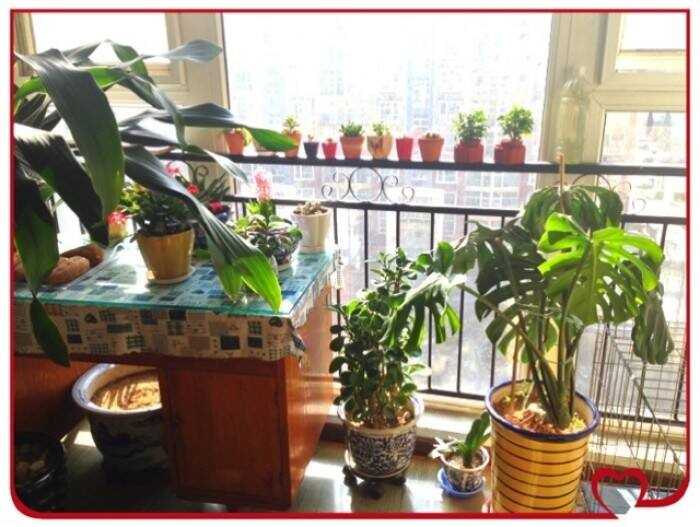 阳台摆什么植物好？阳台上的植物要怎么摆放？