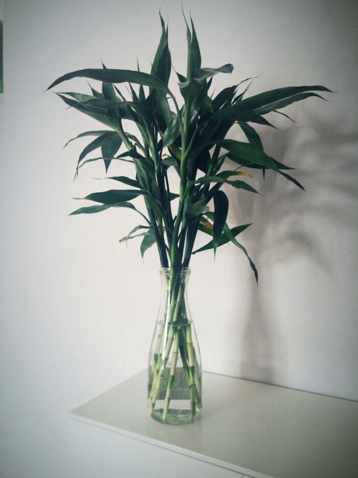 客厅里面摆放什么植物好呢 哪些植物不适合摆放客厅