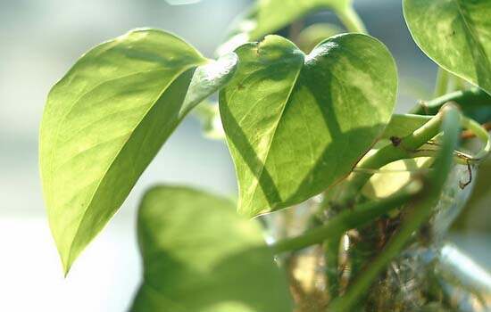 植物对室内环保的作用 植物功效特点