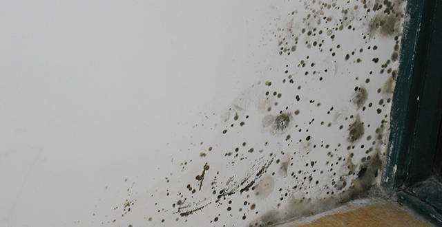 发霉的墙体存在有很大的危害  墙面发霉找准方法处理